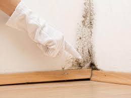 Why You Should Choose Our Mold Remediation Services in Sugarmill Woods, FL